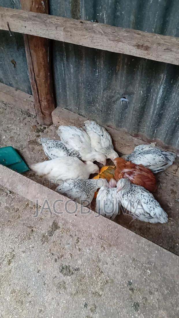 Kienyeji Chicks for Sale, 7 Weeks - thumbnail 4
