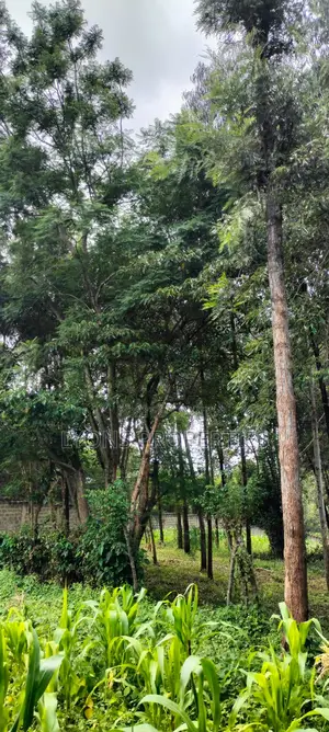 2.5 Aacre Land for Sale