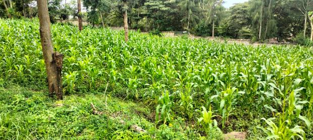 2.5 Aacre Land for Sale - thumbnail 10