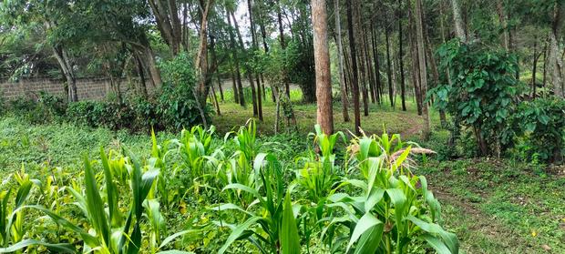 2.5 Aacre Land for Sale - thumbnail 13