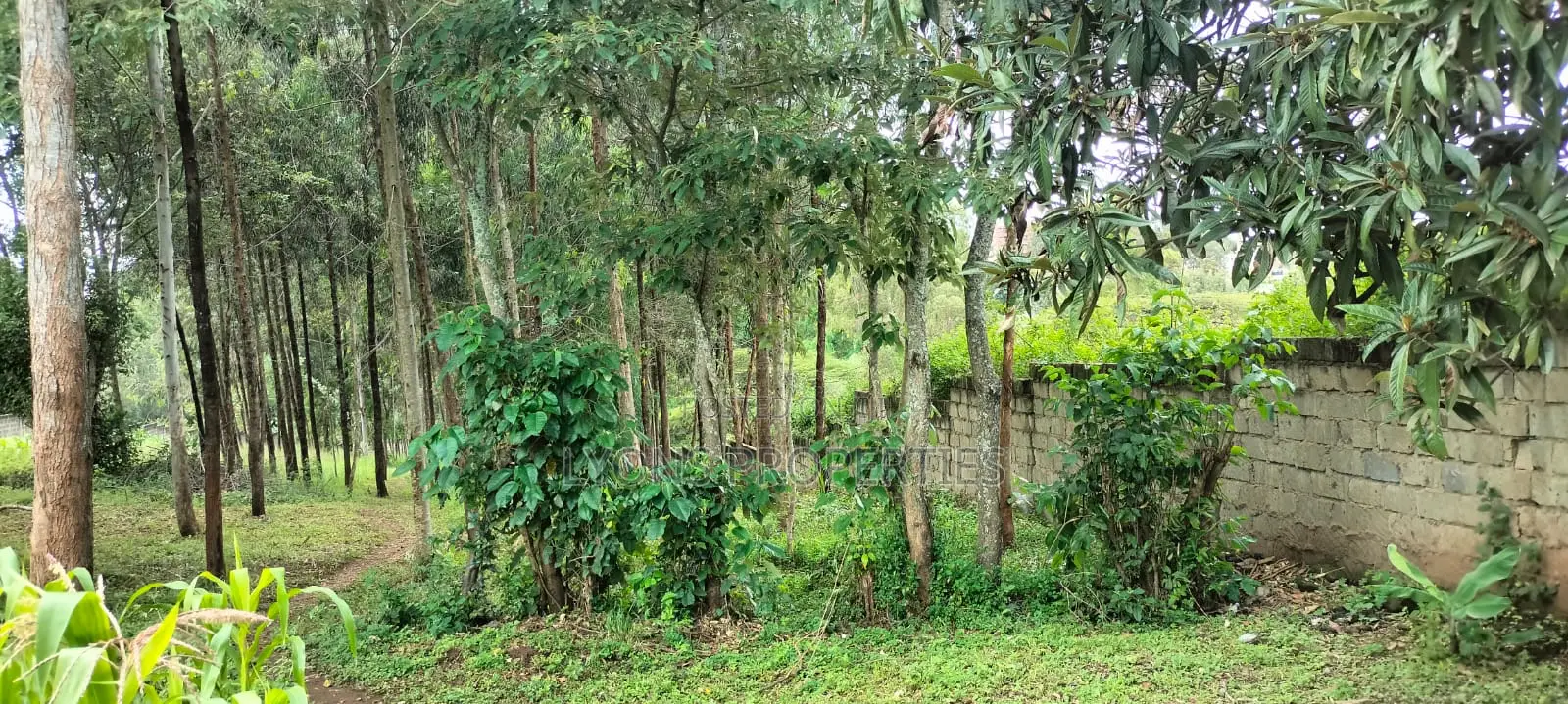 2.5 Aacre Land for Sale