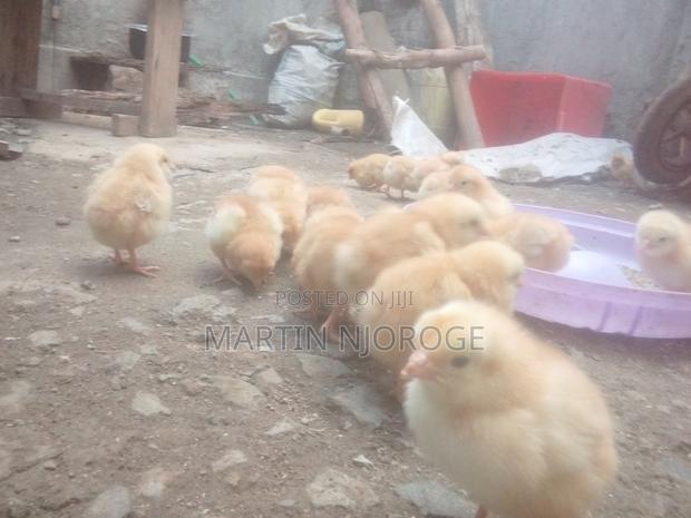 Kienyeji Chicks