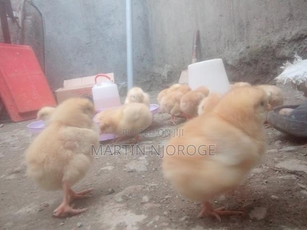 Kienyeji Chicks - thumbnail 2