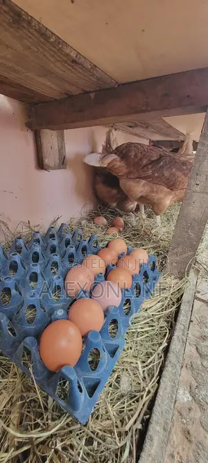 Layer Eggs Wholesale