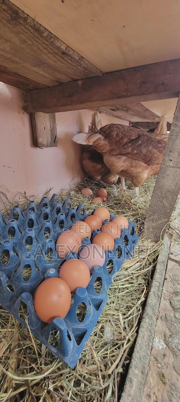 Layer Eggs Wholesale - main view