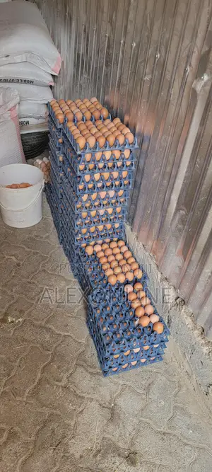 Layer Eggs Wholesale