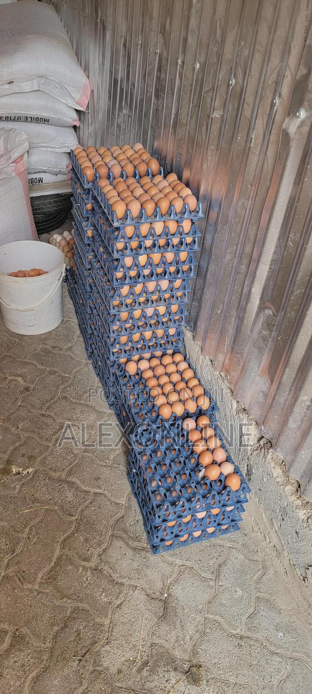 Layer Eggs Wholesale - thumbnail 2