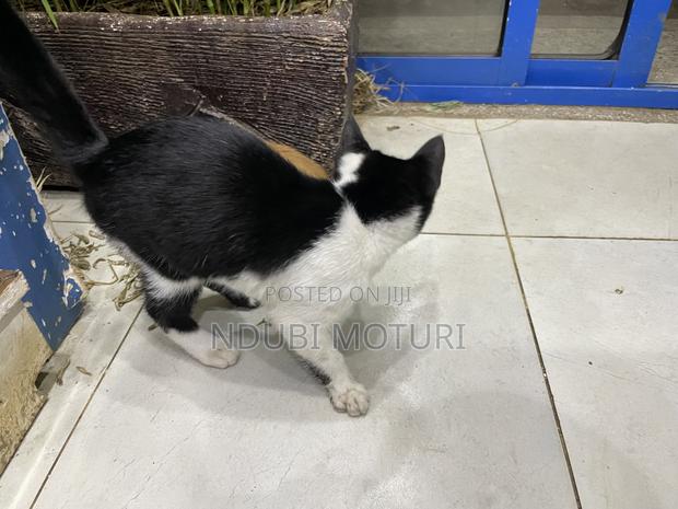 1-3 months Male Mixed Breed American Curl - main view