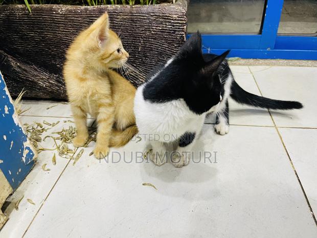 1-3 months Male Mixed Breed American Curl - thumbnail 2