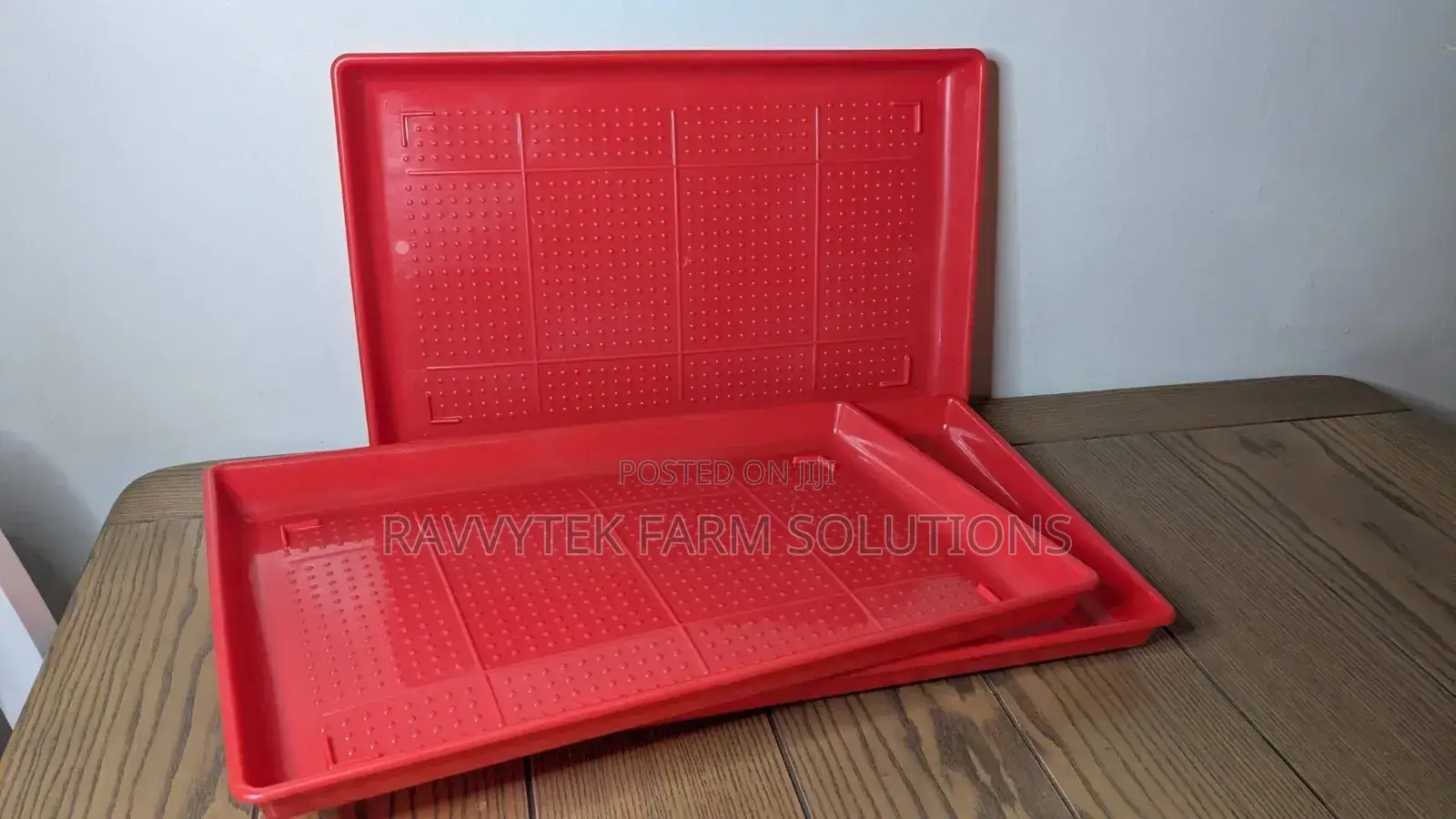 Rectangle Chick Feeding Trays
