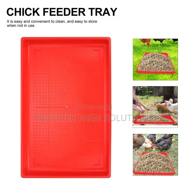 Rectangle Chick Feeding Trays