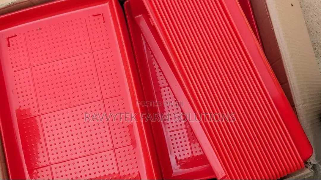 Rectangle Chick Feeding Trays