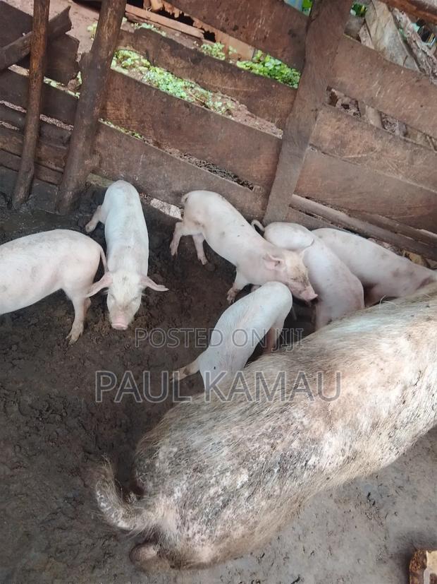 Vaccinated Piglets