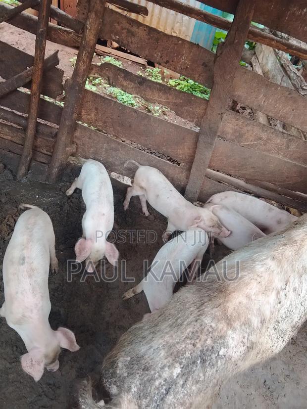 Vaccinated Piglets - thumbnail 3