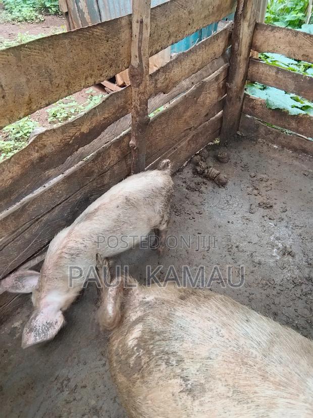 Vaccinated Piglets - thumbnail 4