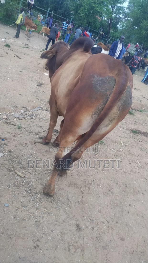 Sahiwal Bull - thumbnail 3