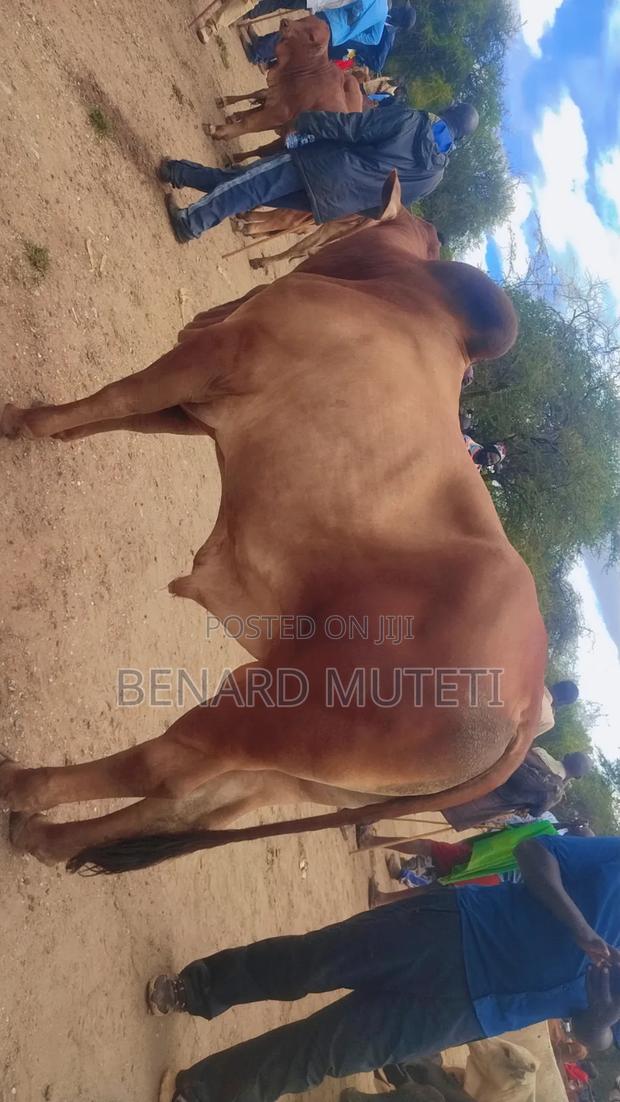 Sahiwal Bull - thumbnail 4