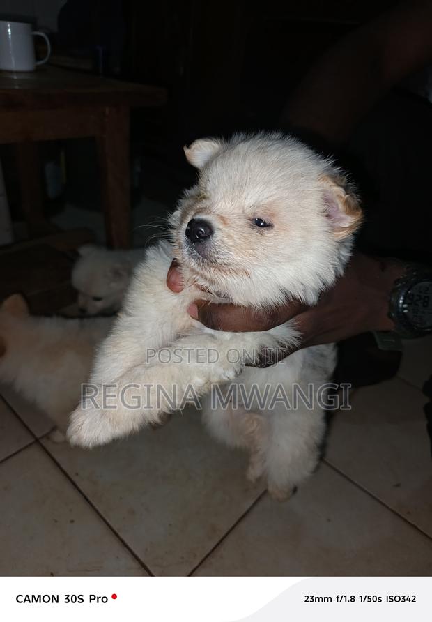 1-3 months Male Mixed Breed Japanese Spitz