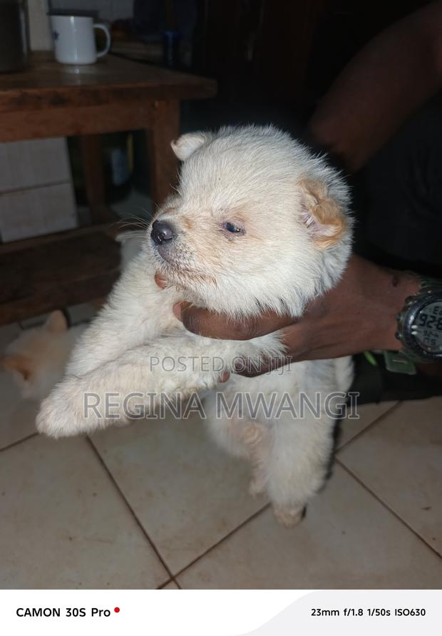 1-3 months Male Mixed Breed Japanese Spitz - thumbnail 3
