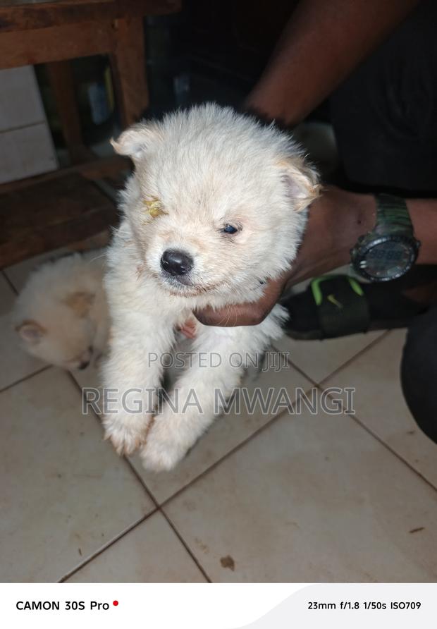 1-3 months Male Mixed Breed Japanese Spitz - thumbnail 4