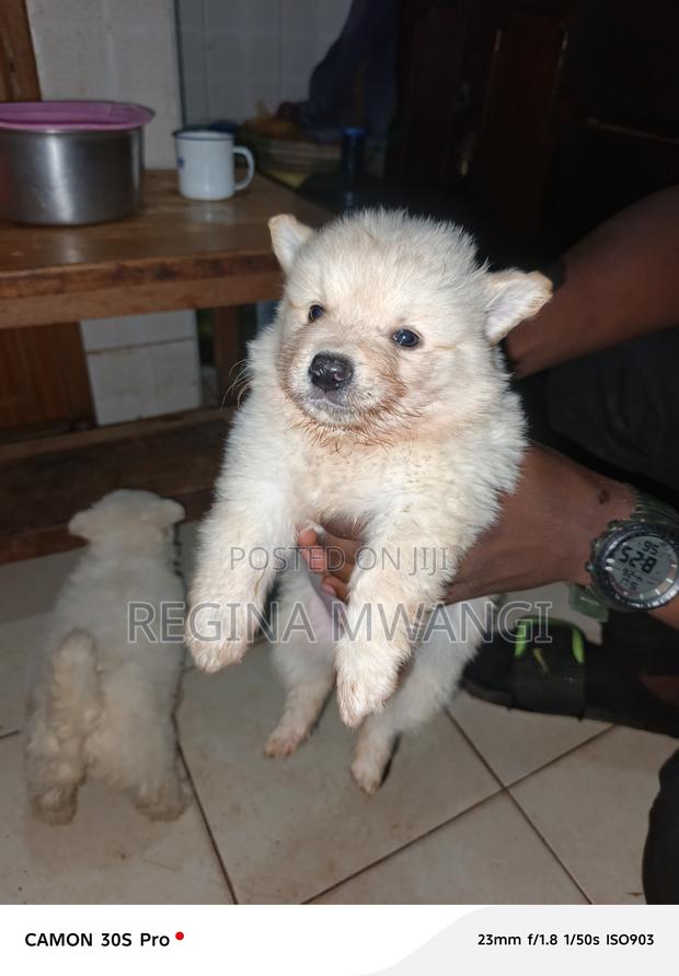 1-3 months Male Mixed Breed Japanese Spitz - thumbnail 5
