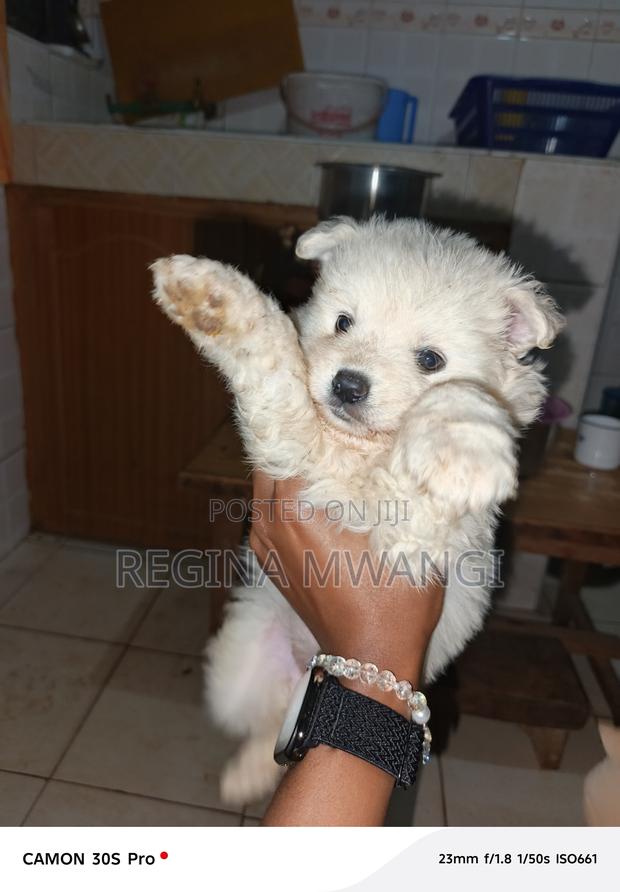 1-3 months Male Mixed Breed Japanese Spitz - thumbnail 6