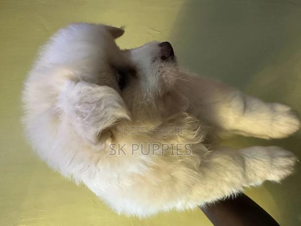 1-3 months Male Mixed Breed Samoyed - thumbnail 3