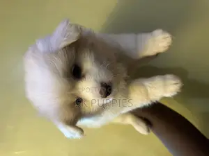 1-3 months Male Mixed Breed Samoyed