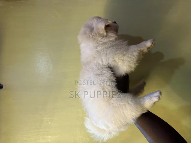 1-3 months Male Mixed Breed Samoyed - thumbnail 2