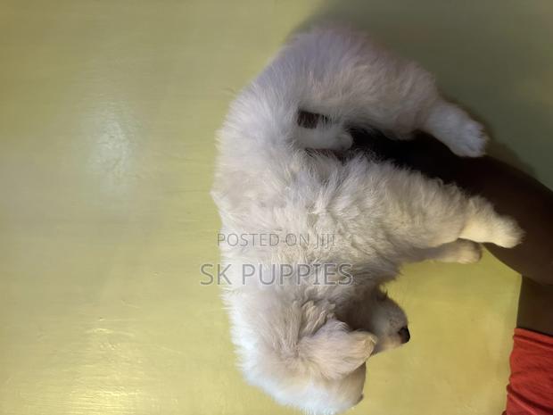 1-3 months Male Mixed Breed Samoyed - thumbnail 4