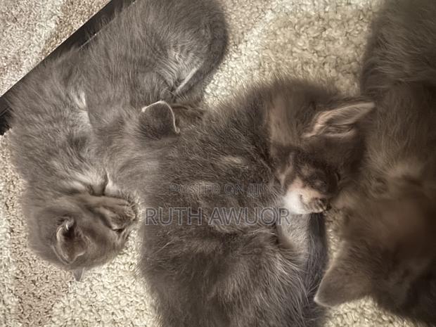 1-3 months Female Mixed Breed Russian Blue - thumbnail 2