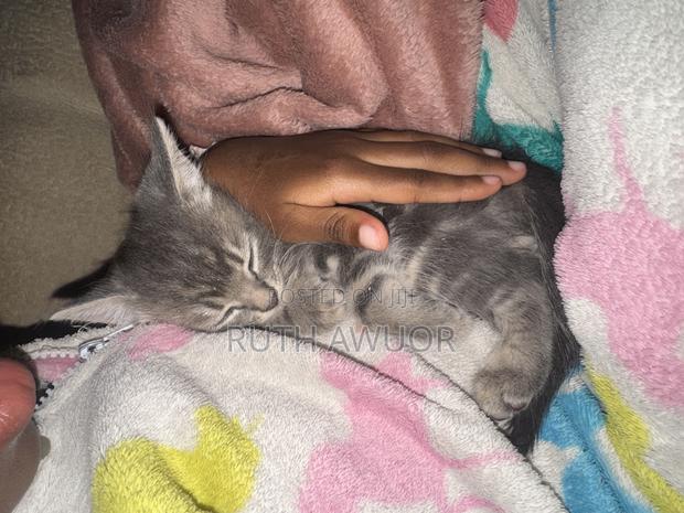 1-3 months Female Mixed Breed Russian Blue - main view