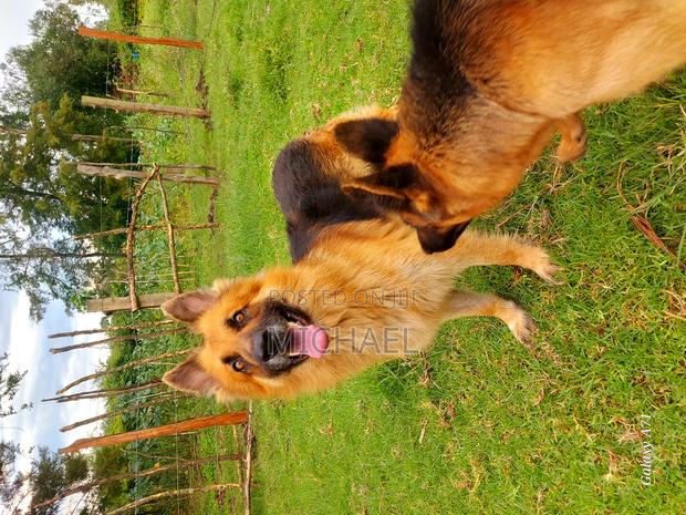 1+ year Male Purebred German Shepherd - thumbnail 3