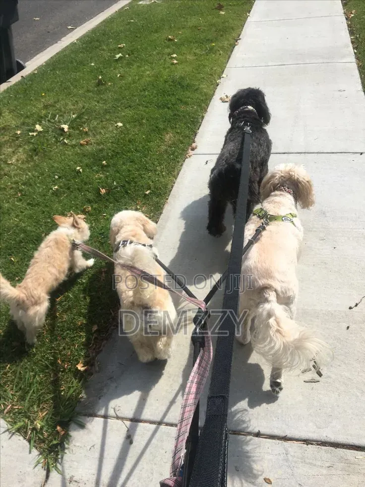 Dog Walking 