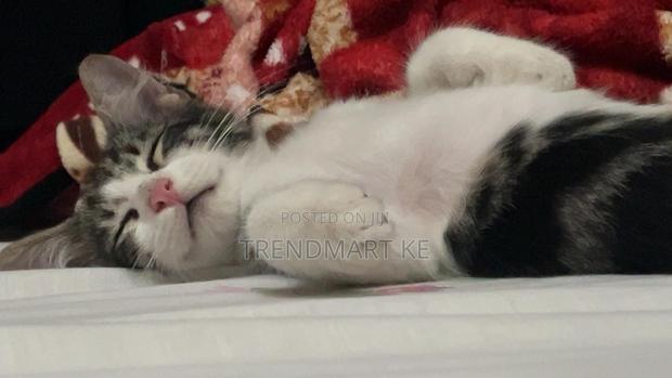 1-3 months Male Mixed Breed Cat - thumbnail 3