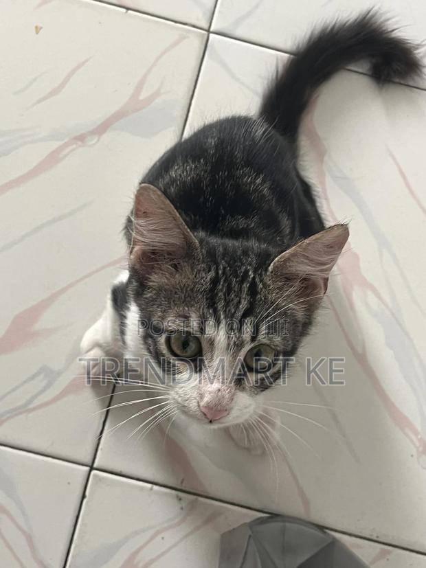 1-3 months Male Mixed Breed Cat
