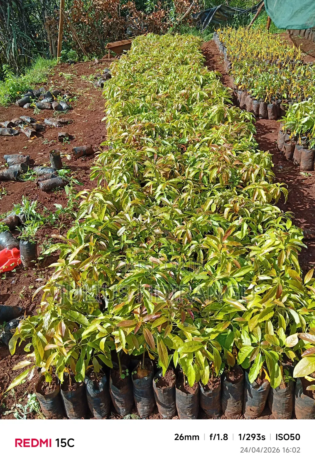Seedlings Eg.Apples, Tree Tomatoes