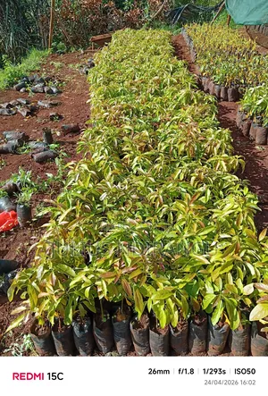 Seedlings Eg.Apples, Tree Tomatoes
