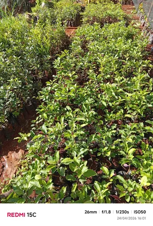 Seedlings Eg.Apples, Tree Tomatoes