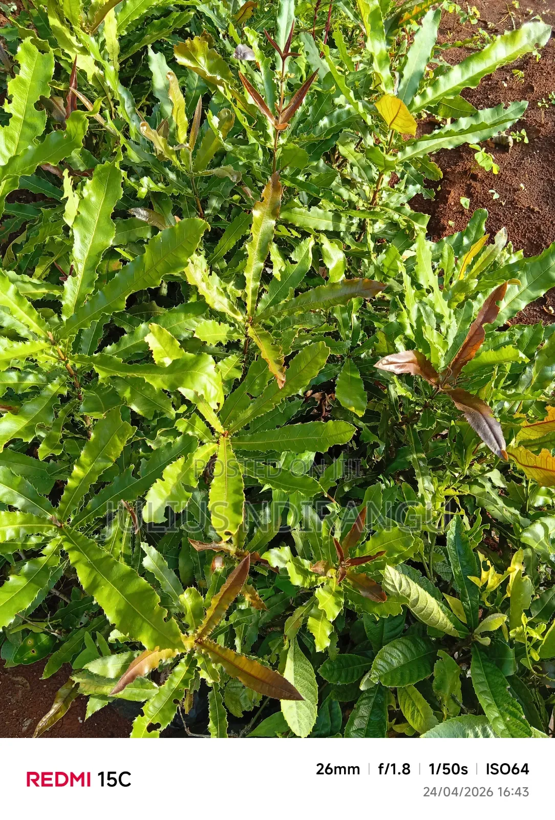 Seedlings Eg.Apples, Tree Tomatoes