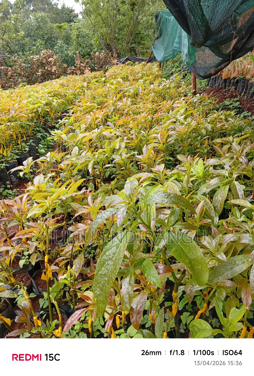 Seedlings Eg.Apples, Tree Tomatoes
