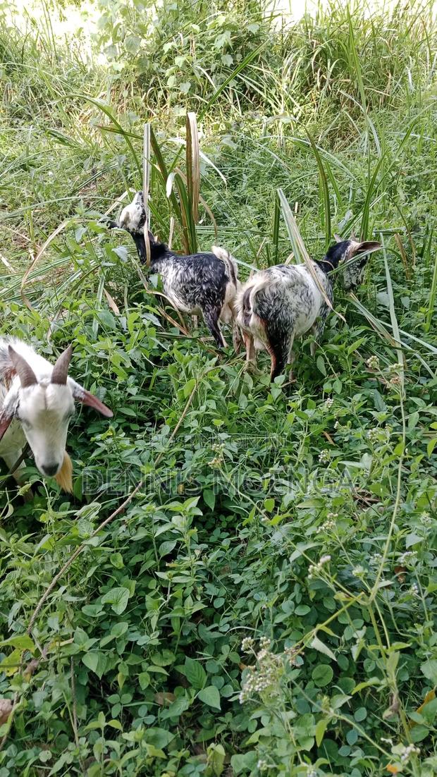 Goat for Sale - thumbnail 2