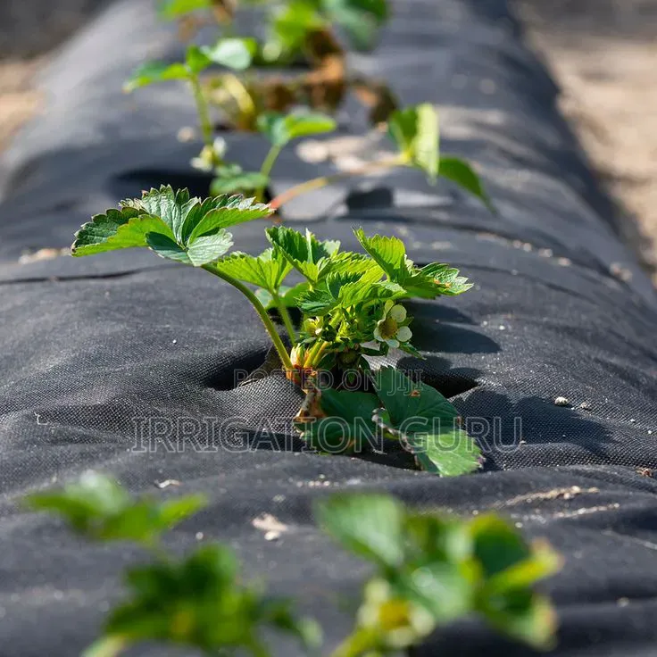 Trees Mulching