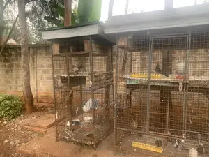 Bird Cages