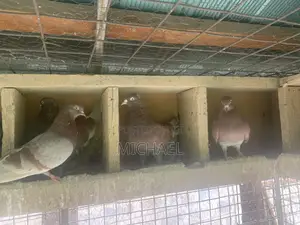 Bird Cages