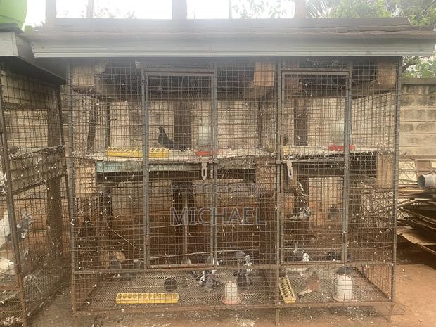 Bird Cages - thumbnail 3
