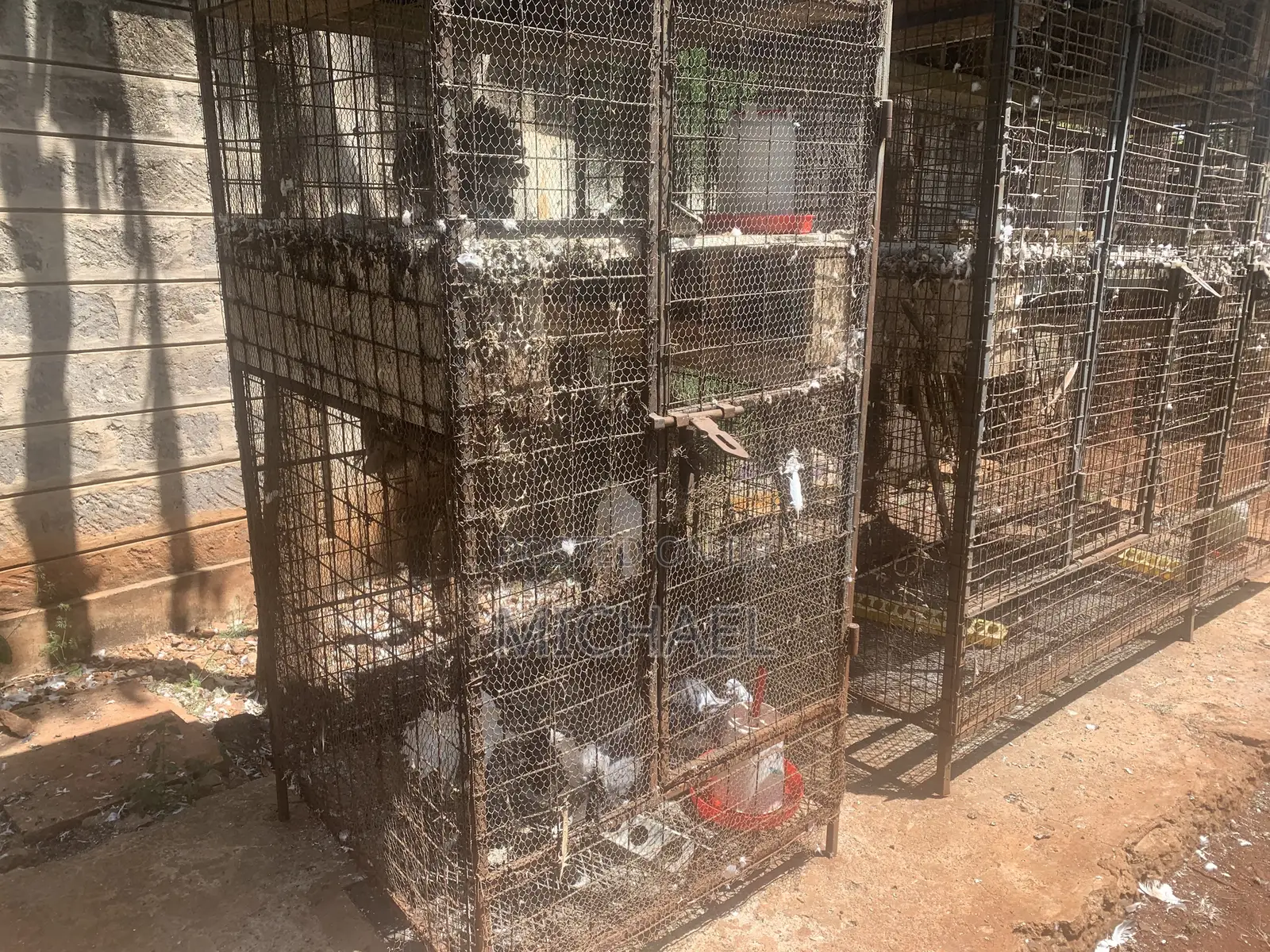 Bird Cages