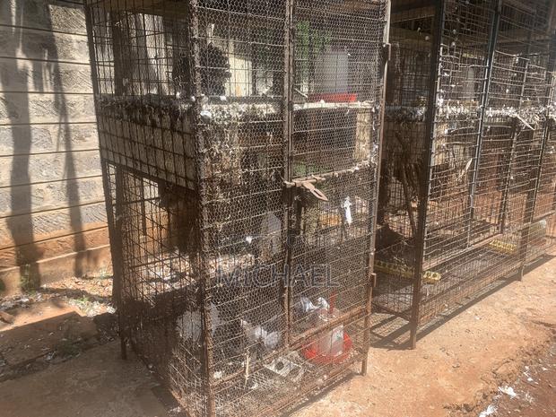 Bird Cages - thumbnail 2