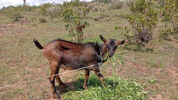 Good Breed . Dairy Goat