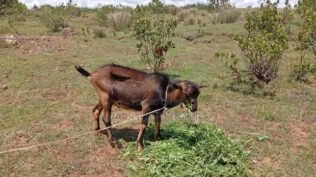 Good Breed . Dairy Goat - thumbnail 2